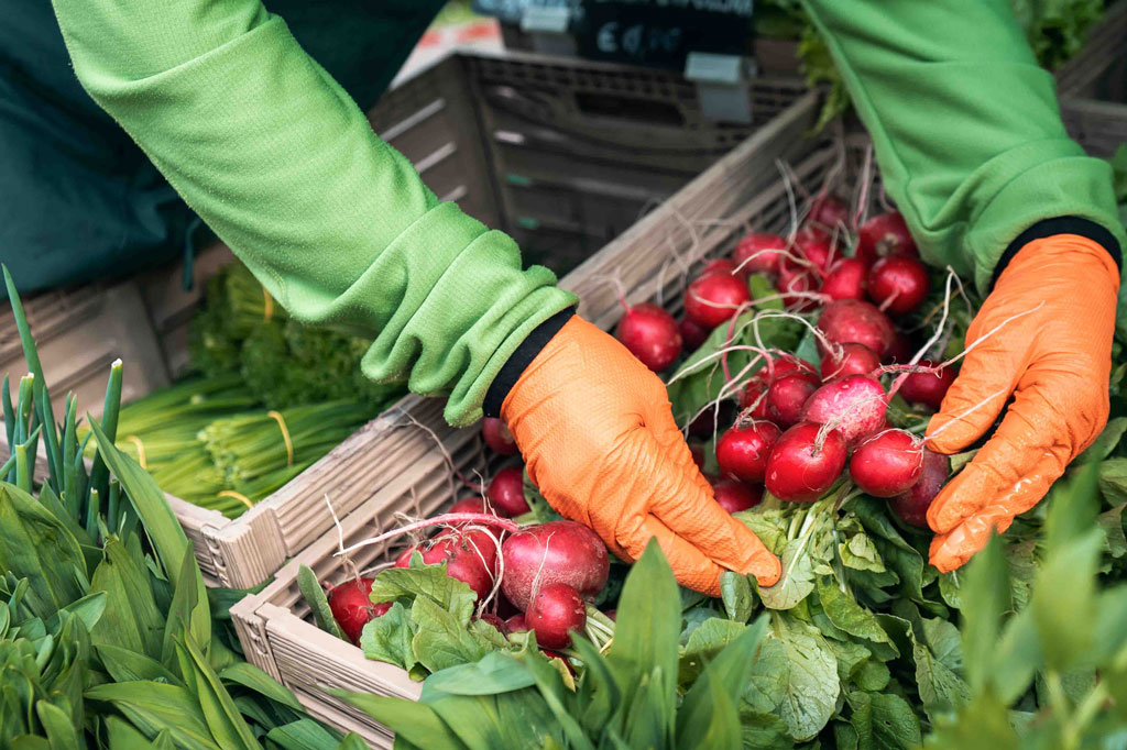 Eine Person mit orangefarbenen Handschuhen und grüner Jacke ordnet frische Radieschenbündel in einer Kiste auf einem Markt oder an einem Bauernhofstand an, umgeben von anderem grünen Gemüse.